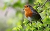 Птахи співають різними діалектами - вчені - Korrespondent.net